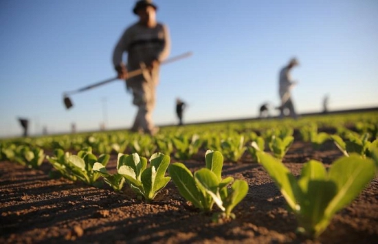 agricoltura italiana1